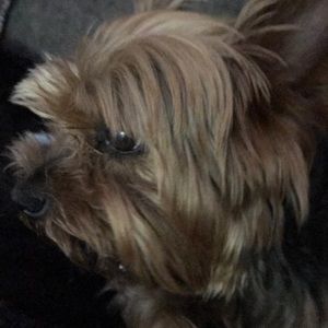 Meet your Posher, Frankie